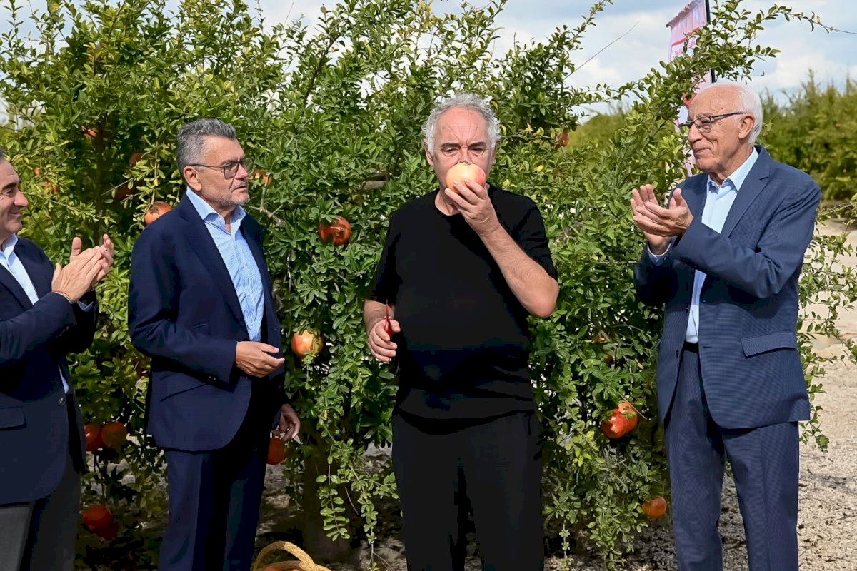 Ferran Adrià apadrina la granada mollar de Elche y asegura que “es extraordinaria”